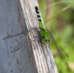 Cautious dragronfly