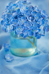 Beautiful hydrangea flowers in a vase on a blue background . 