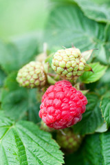 leaves, juicy raspberry on a branch, red, green, background