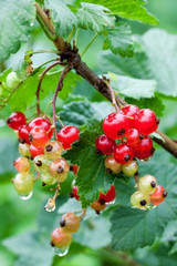 clusters of red currant on a branch after the rain