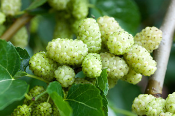 ripe white mulberry, branch, fruit for health