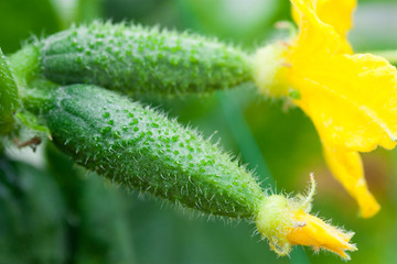 two young cucumber on the bush, flower, fresh, green