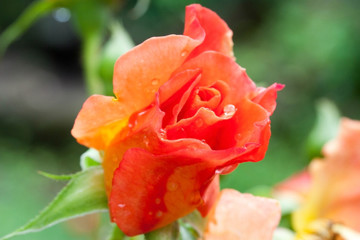 bud of a red rose in the dew, background, red, green