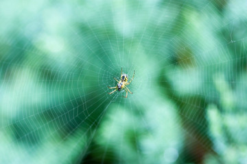 a spider spinning a web on green background