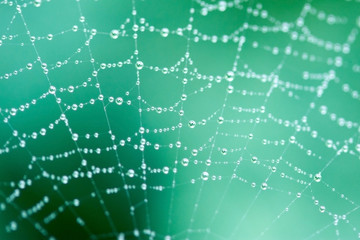 the rhythm of raindrops on the web, green background,