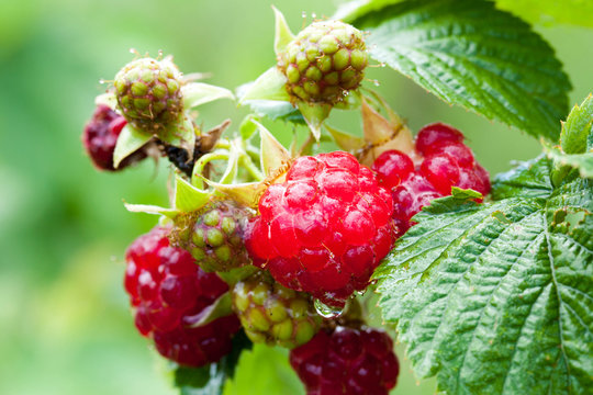 juicy, ripe raspberry on the branch, blurred background, delicio
