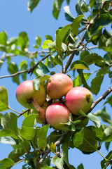juicy apples on a branch on blue sky background