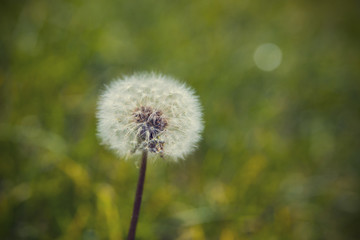 dandelion closeup on the background of green grass, bokeh with s