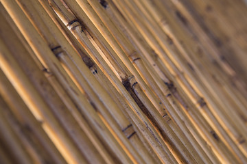 bamboo, dry, texture, blur, diagonal