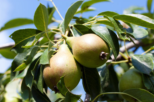two pears on the tree, ripe, juicy, sweet, blue sky background