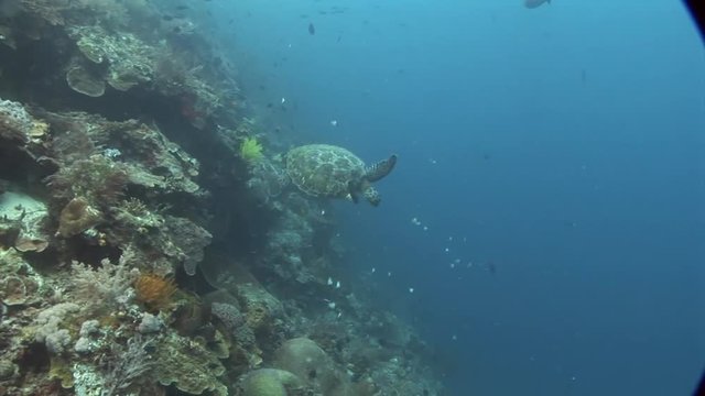 carret turtle swims to diver indonesia lembeh strait scuba diving