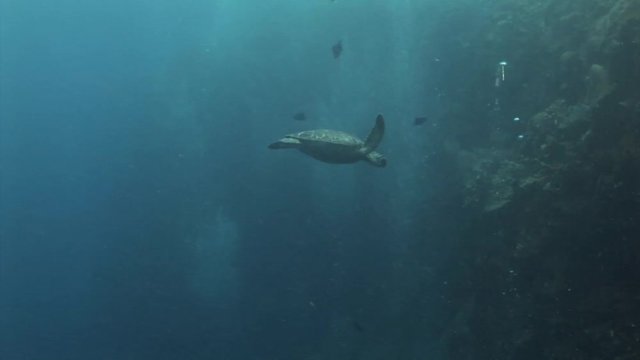 diver swims behind carret turtle and takes pictures indonesia lembeh strait scuba diving