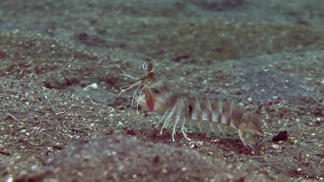 manatee shrimp walk on the black lava sand indonesia lembeh strait scuba diving