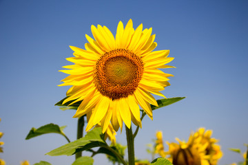 Field of sunflowers on a background blue summer sky