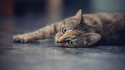 Domestic striped cat