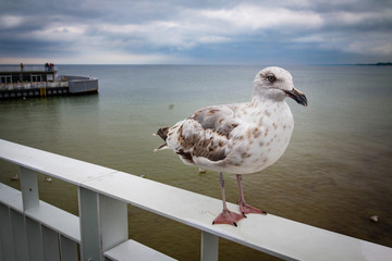 Seagull standing on jetty. Baltic sea, Poland.