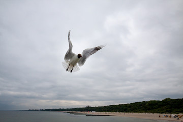 Seagull flying on the sea coast, Baltic, Poland.