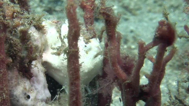 white frog fish hides between red algae macro shooting  indonesia lembeh strait scuba diving