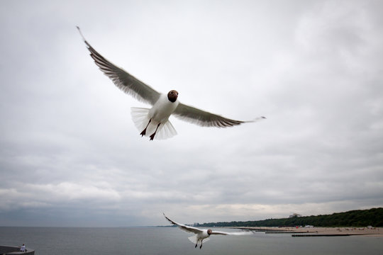 Seagull flying on the sea coast, Baltic, Poland.