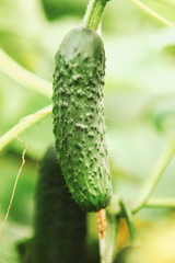The green cucumber.