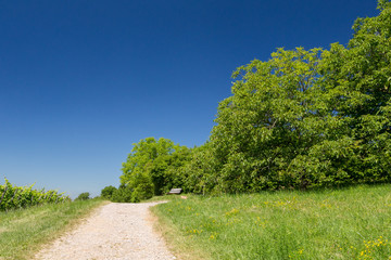Chemin vers le banc