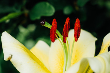 Obraz premium lilia w ogrodzie 