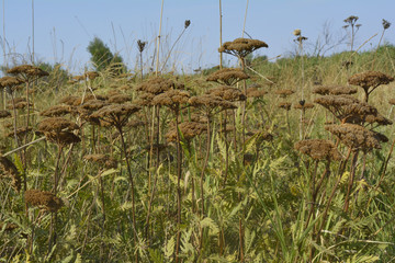 dry herbs