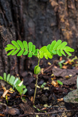 sapling sprout of tamarind on ground