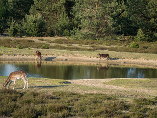 Mufflon and deer drinking from a small lake