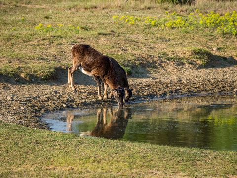 mufflons drinking from a lake