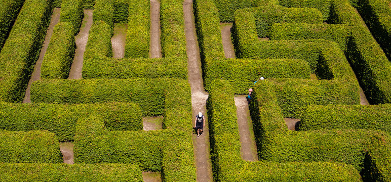 People walking on green bushes labyrinth, hedge maze.