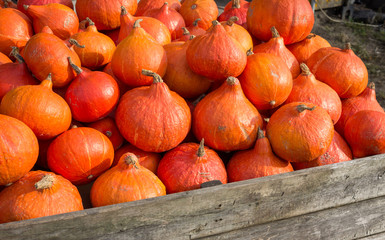 Hokkaido pumpkins on a farmers market