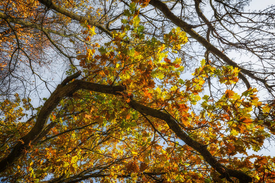 Oak-tree. Autumn.