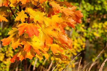 Abstract autumn natural background with yellow maple leaves.
