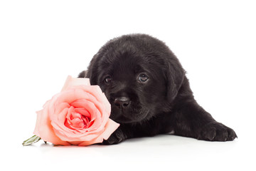 Labrador retriever puppy with pink flower