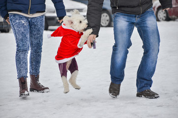 Couple of people man and woman walking the bichon dog dressed in Santa Claus costume, in winter season