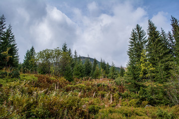 Carpathian Mountains, coniferous forest.