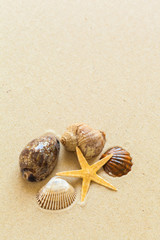  Seashells on the beach sand