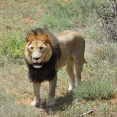 Male lion, Namibia