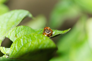 bugbeetle