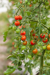 Cherry-tomatoes