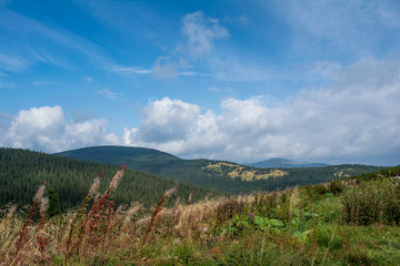 Fototapeta na wymiar Carpathian Mountains, coniferous forest.