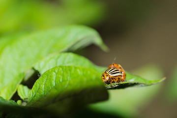 bugbeetle