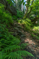 Obraz premium Wanderpfad in Wald