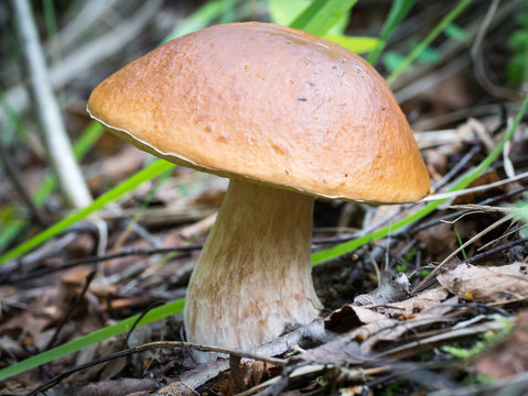 Large edible mushroom in the forest on the edge. Boletus edulis.