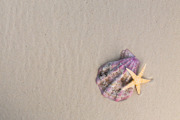 Sea shells with sand as background