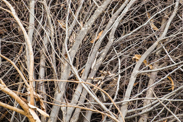 Tree branch limb dry pile sear