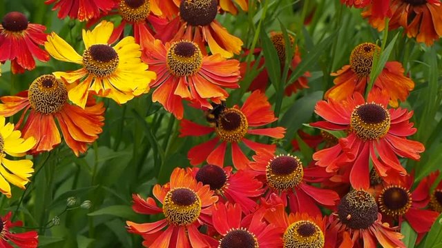 Helenium flowers and Bee