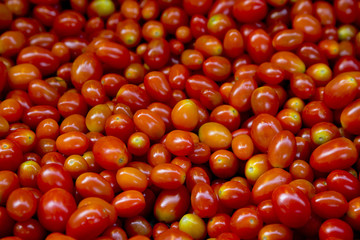 photo of very fresh tomatoes presented , colorful tomatoes