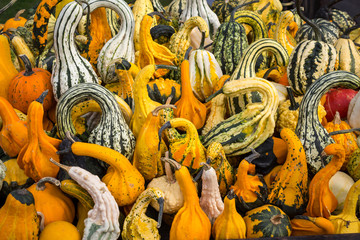 Pumpkins and gourds of various funny shapes and colors